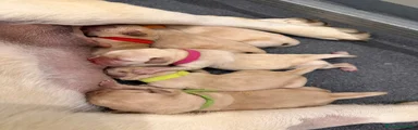 Labrador 4