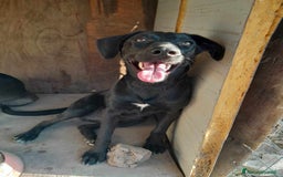 Meticcio cani in regalo: DOLCE CAGNOLINO TAGLIA MEDIO PICCOLA a Città metropolitana di Catania - Annuncio 3