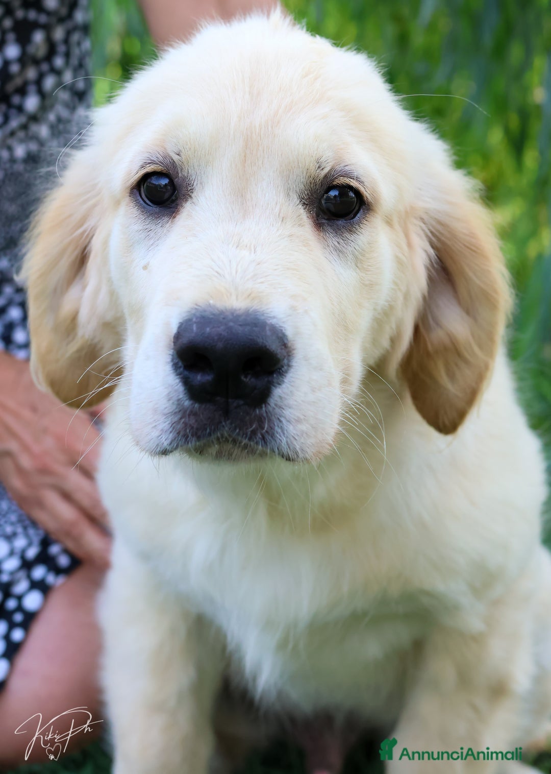 Golden Retriever cani in vendita: Cucciolo Golden Retriever a Provincia di Alessandria - Immagine 3