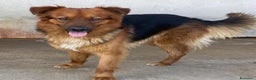 Meticcio cani in regalo: Whisky dolce cagnolino 4 anni cerca casa  a Provincia di Latina - Annuncio 1