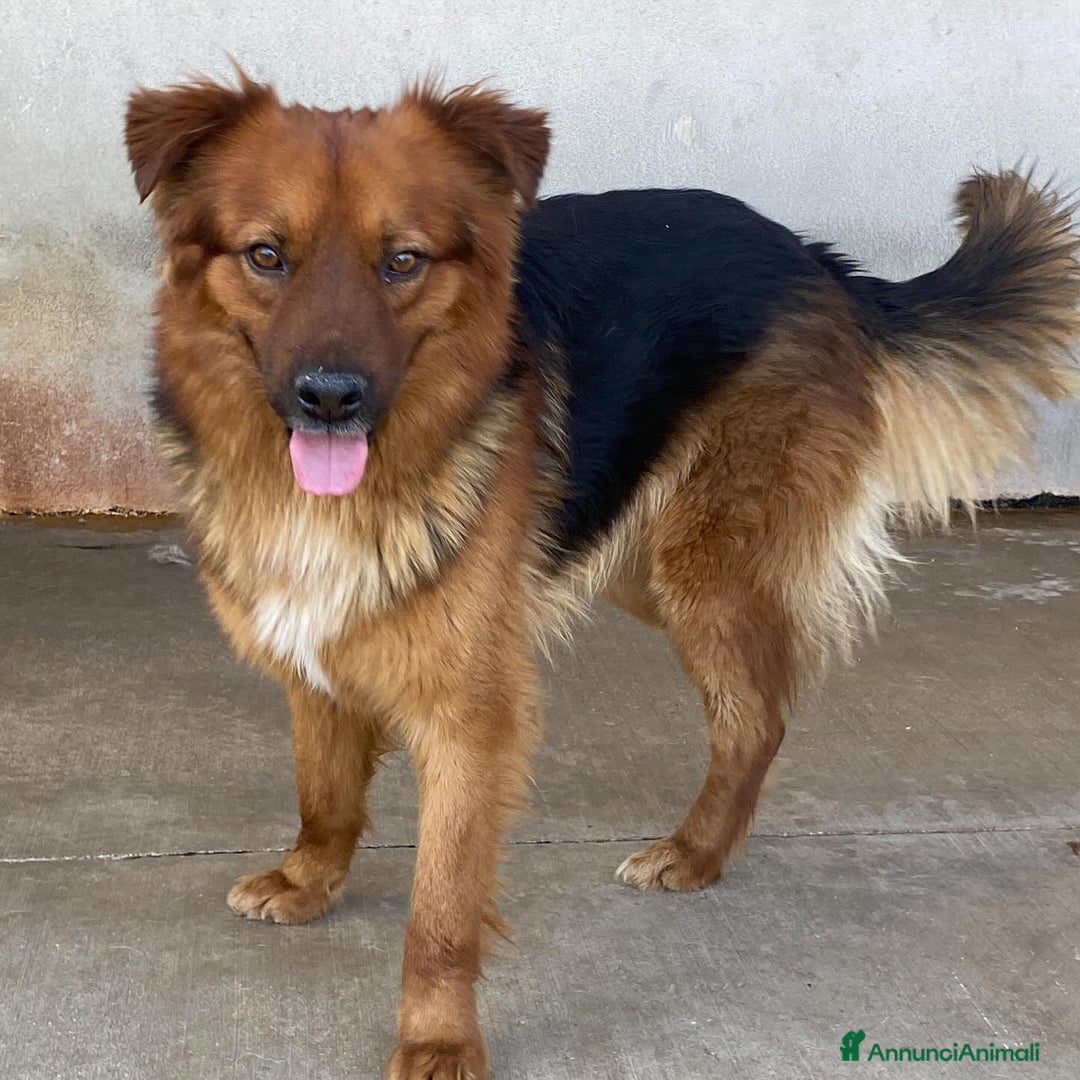 Meticcio cani in regalo: Whisky dolce cagnolino 4 anni cerca casa  a Provincia di Latina - Annuncio 1