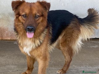 Meticcio cani Whisky dolce cagnolino 4 anni cerca casa a Provincia di Latina - Annuncio 21
