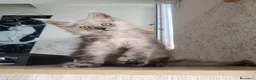Maine Coon gatti in vendita: Cucciola Maine Coon Black smoke  - Annuncio 6