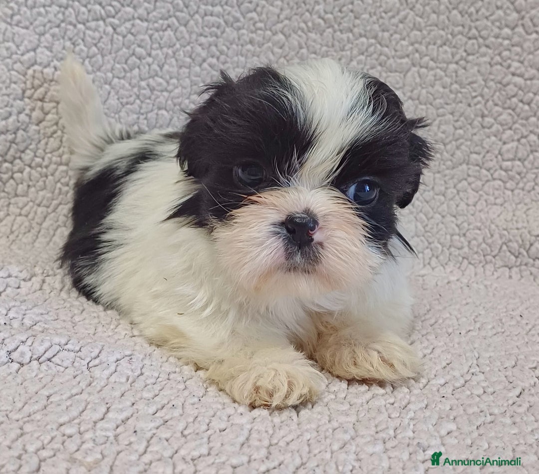 Shih Tzu cani in vendita: Cucciola shih-tzu shitzu shihtzu  - Annuncio 2