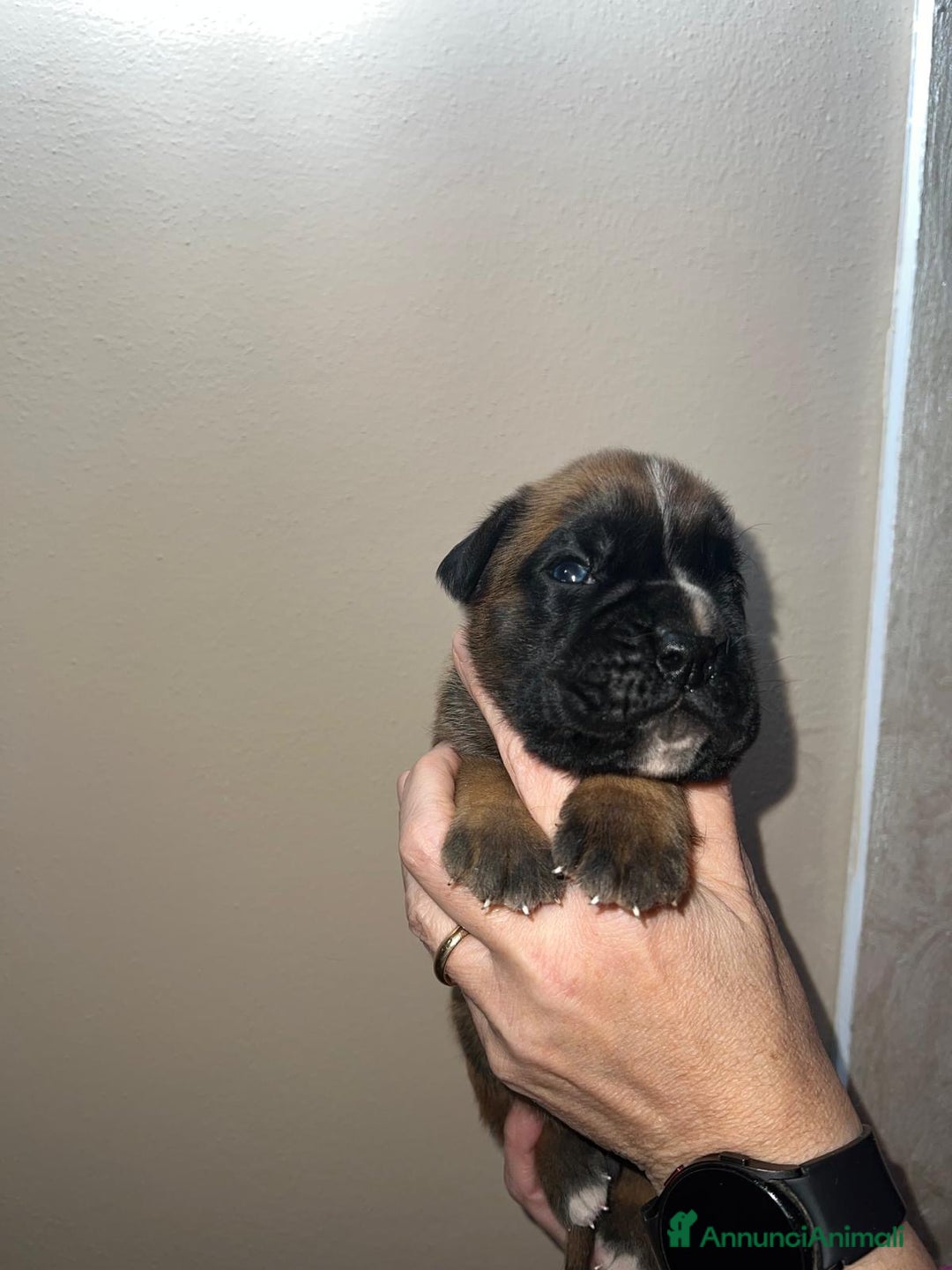 Boxer cani in vendita: Boxer - Annuncio 6