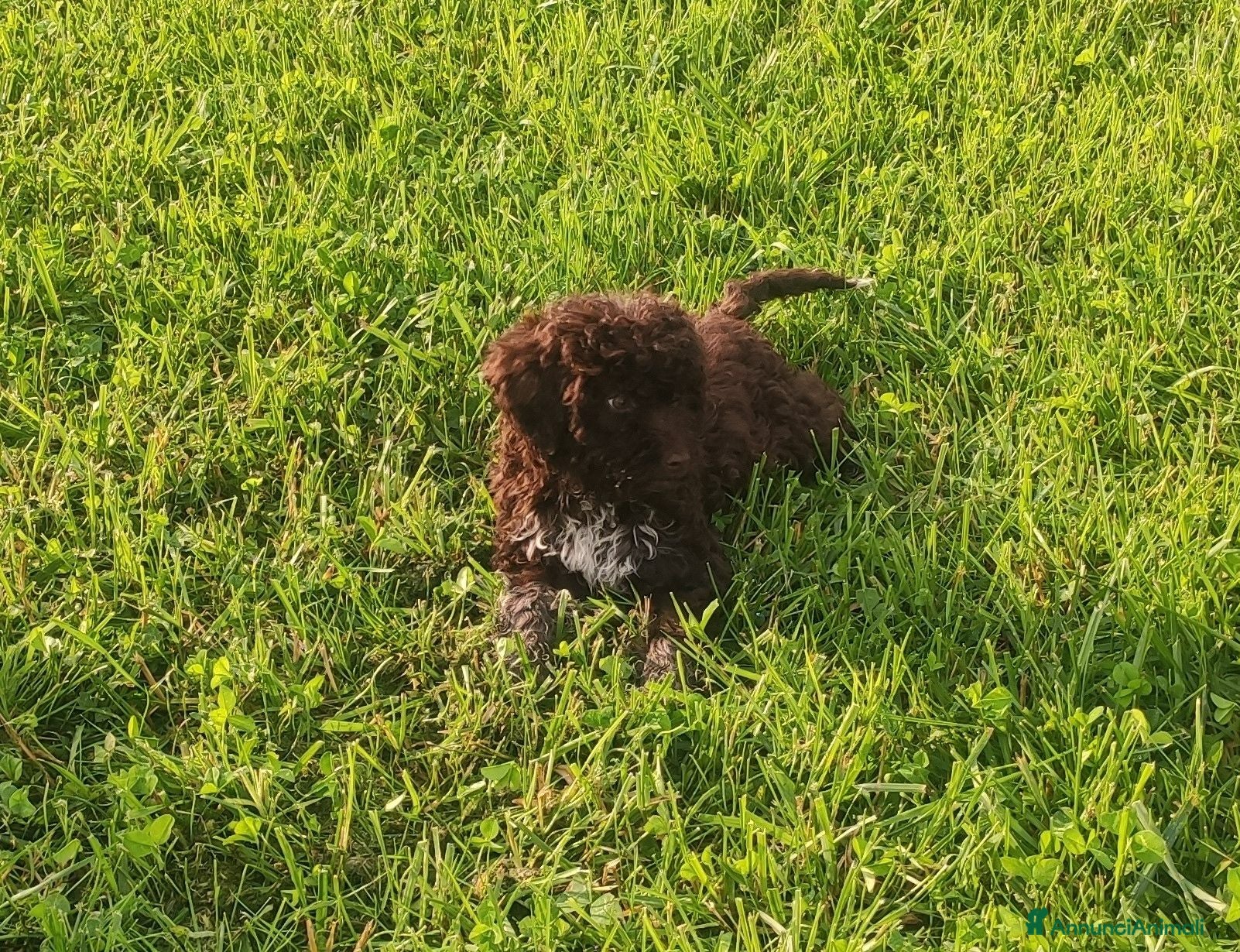 Lagotto cani Lagotto Romagnolo con Pedigree - Annuncio 31