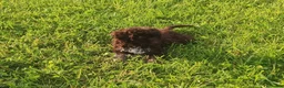 Lagotto cani in vendita: Lagotto Romagnolo con Pedigree - Annuncio 2
