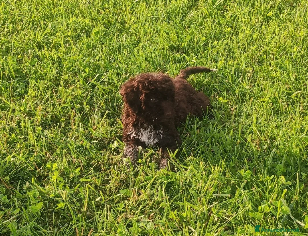 Lagotto cani in vendita: Lagotto Romagnolo con Pedigree - Annuncio 2