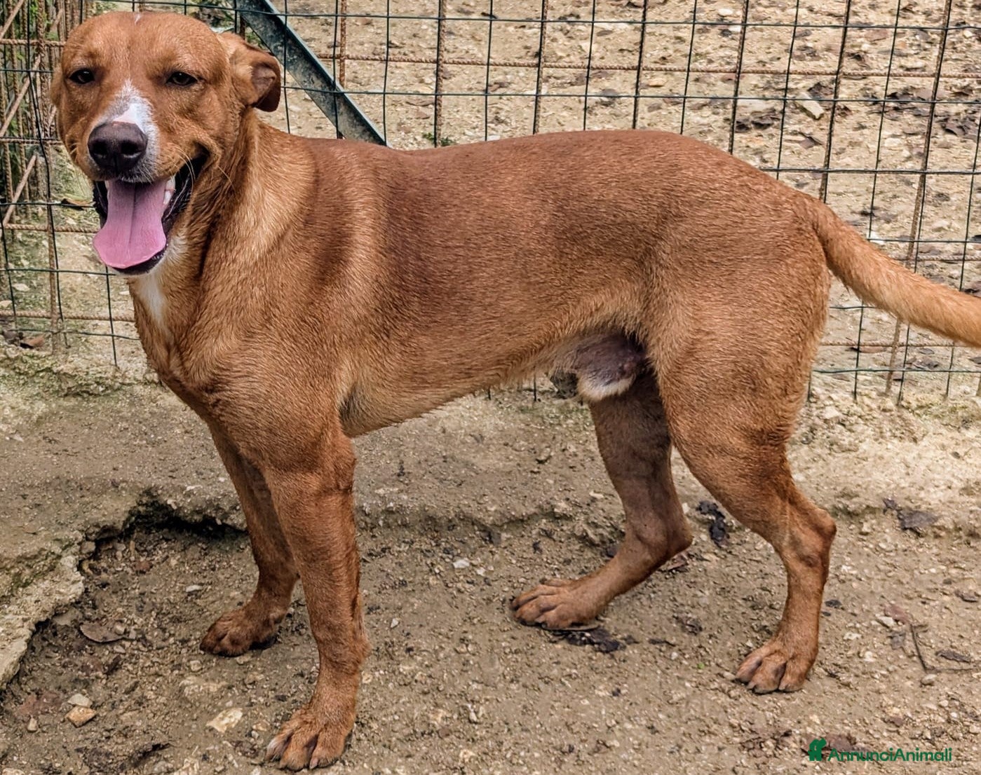 Meticcio cani LO SFORTUNATO CORFU&#x27;  a Città metropolitana di Roma Capitale - Annuncio 21