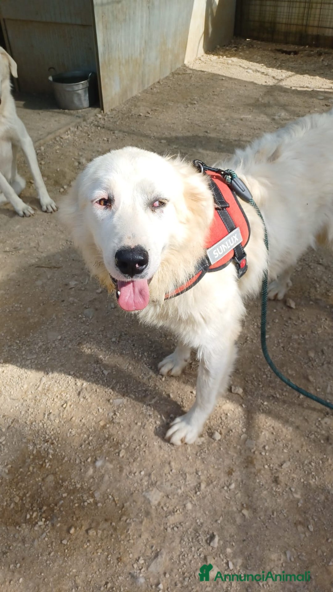 Meticcio cani in regalo: ADOTTA IL DOLCE OSLO - Annuncio 1