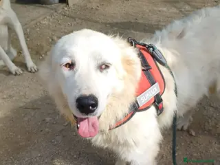 Meticcio cani ADOTTA IL DOLCE OSLO - Annuncio 40