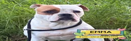 Bulldog cani in regalo: EMMA american bulldog 5 anni cerca casa adozione - Annuncio 1