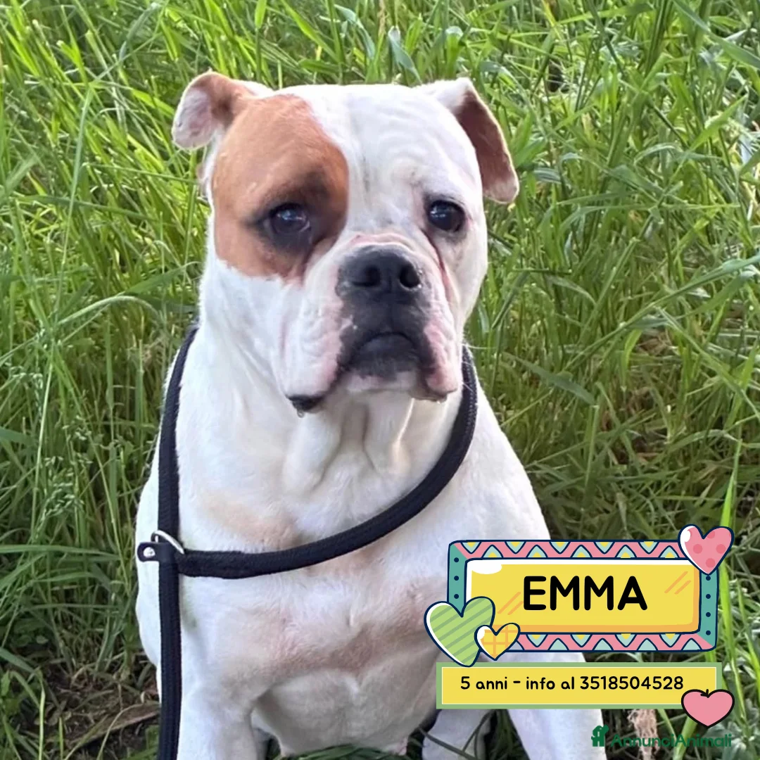 Bulldog cani in regalo: EMMA american bulldog 5 anni cerca casa adozione - Annuncio 1