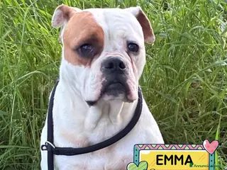 Bulldog cani EMMA american bulldog 5 anni cerca casa adozione - Annuncio 15