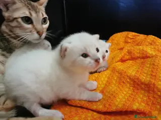 Bengala gatti Meravigliosi Gattini bengal snow lynx - Annuncio 1