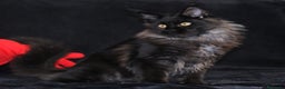 Maine Coon gatti in vendita: Cucciola Black Smoke - Pedigree ANFI - Annuncio 1