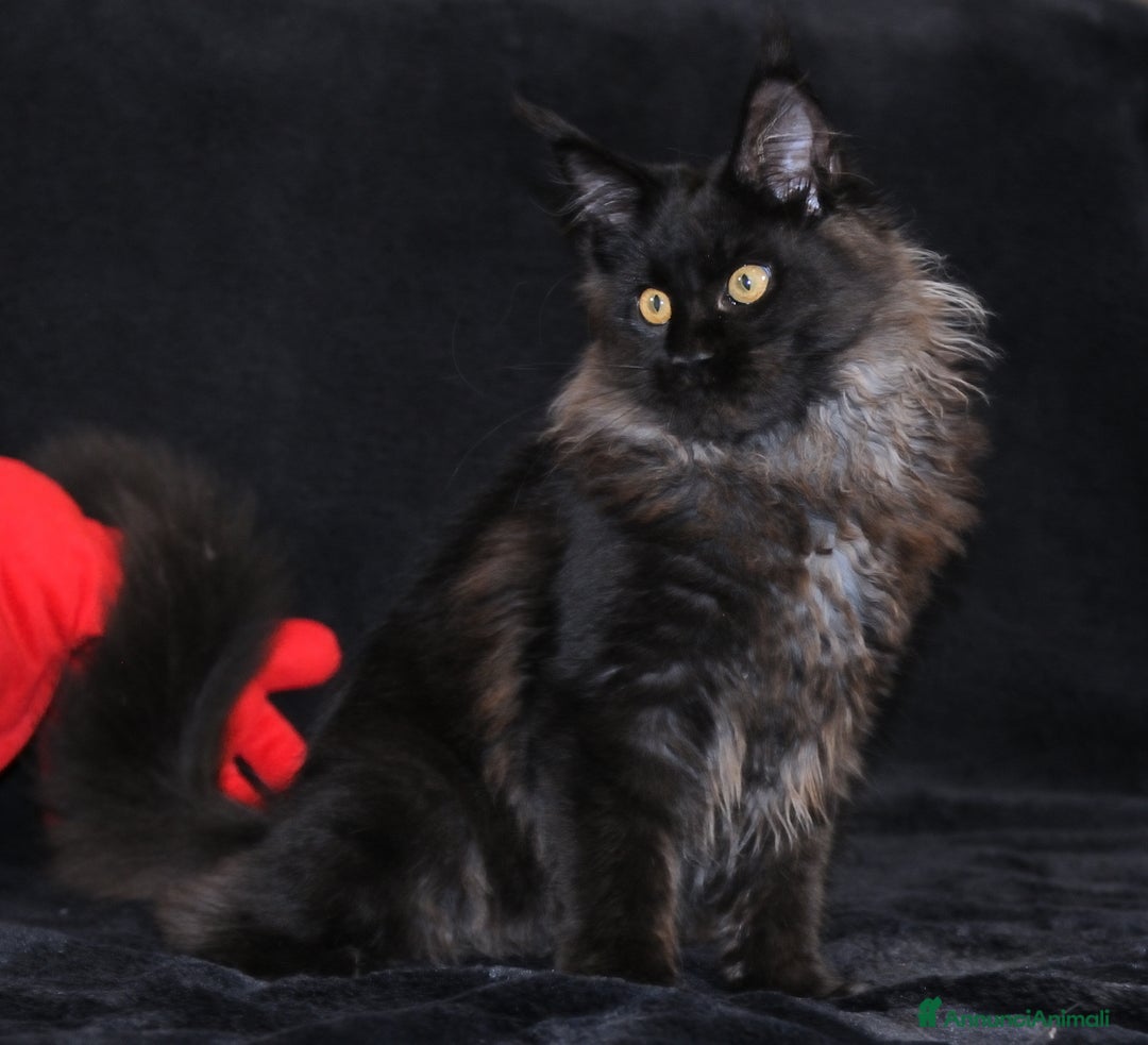 Maine Coon gatti in vendita: Cucciola Black Smoke - Pedigree ANFI - Annuncio 1
