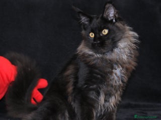 Maine Coon gatti Cucciola Black Smoke - Pedigree ANFI - Annuncio 9