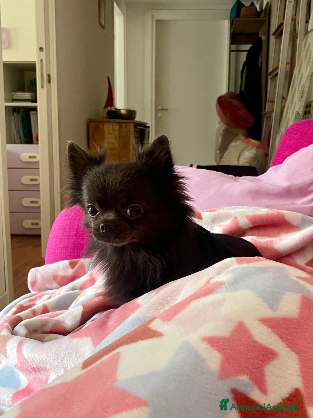 Chihuahua cani in vendita: Chihuahua maschio - Annuncio 1