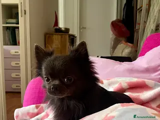 Chihuahua cani Chihuahua maschio - Annuncio 12