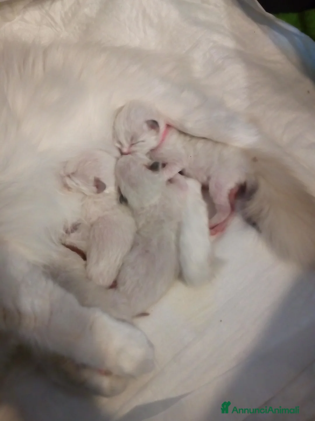 Ragdoll gatti in vendita: Cuccioli di ragdolls altissima genealogia - Annuncio 3