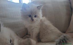 Siberiano gatti in vendita: SIBERIANI GATTINI IPOALLERGENICI  a Provincia di Brescia - Immagine 20