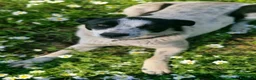 Meticcio cani in regalo: Daisy, una meticcia in cerca di famiglia - Annuncio 5