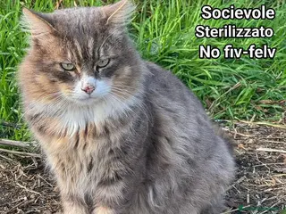 Europeo gatti DORIAN GATTO MERAVIGLIOSO - Annuncio 2