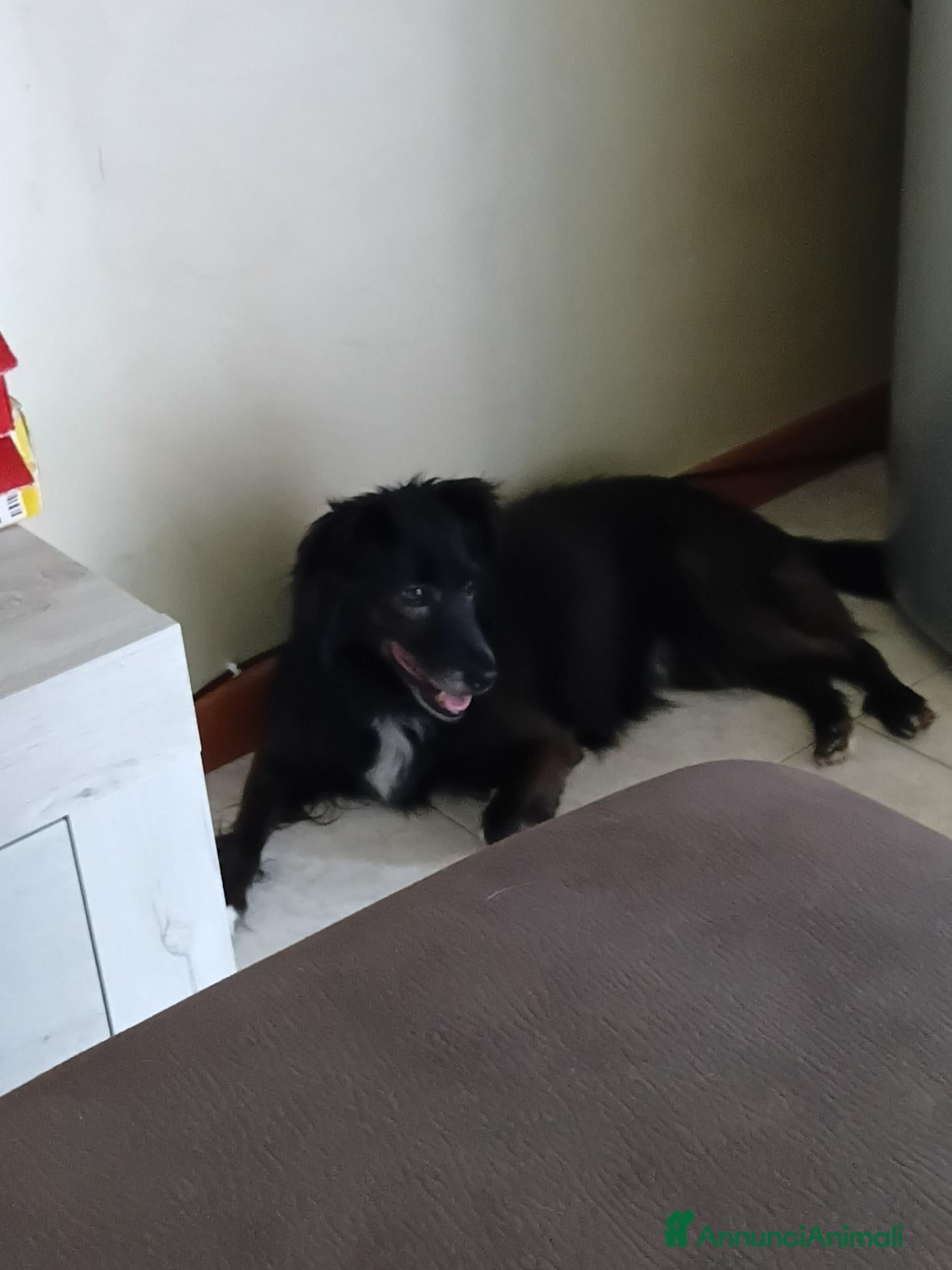 Meticcio cani Cane Bubi - Annuncio 1