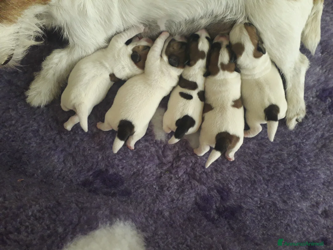 Immagine della galleria {{count}}