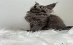 Maine Coon gatti in vendita: Cuccioli di Mainecoon  - Immagine 1