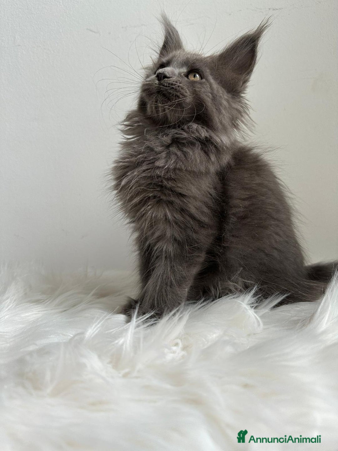Maine Coon gatti in vendita: Cuccioli di Mainecoon  - Immagine 1