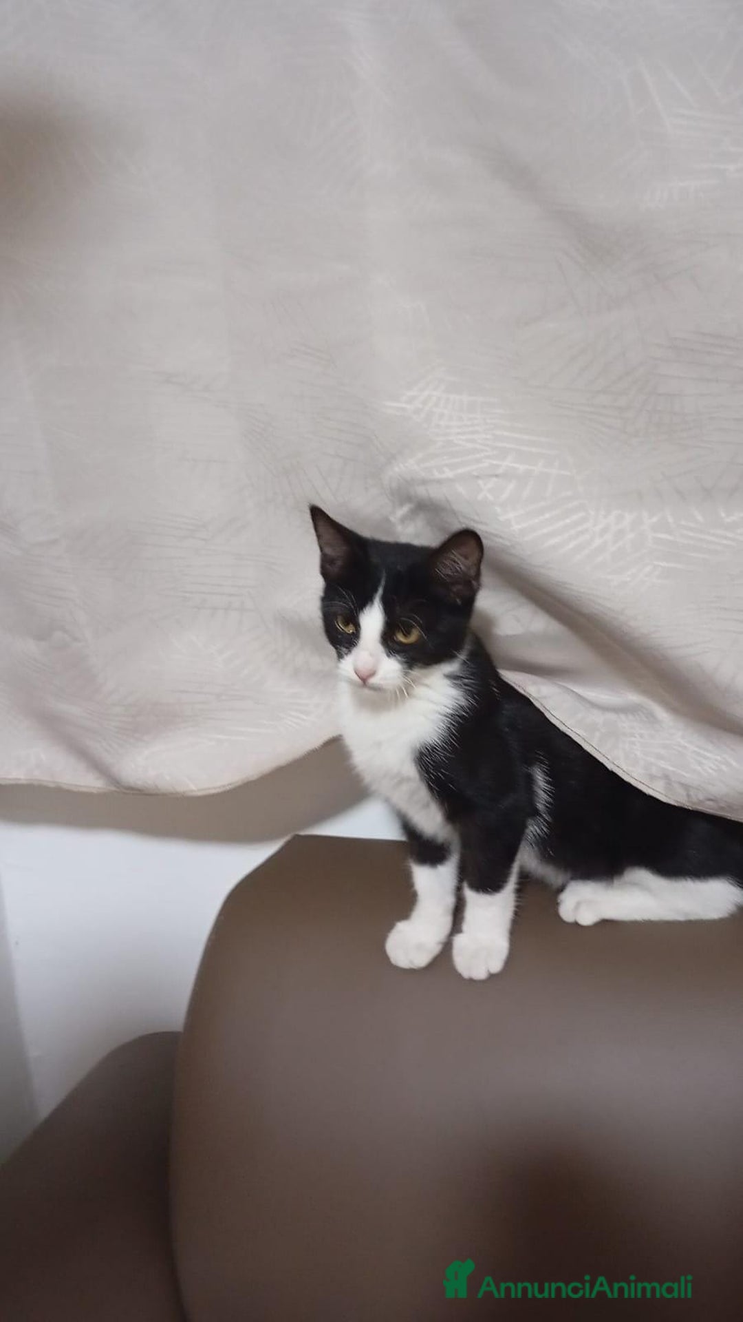 Europeo gatti in regalo: Tuxedina cerca casa! - Annuncio 3