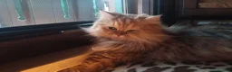 Persiano gatti in vendita: Persiano chinchilla silver doll face  - Annuncio 1