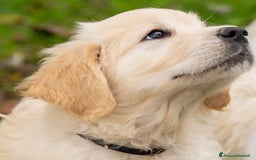 Golden Retriever cani in vendita: cuccioli di golden retriever a Provincia di Rovigo - Immagine 3