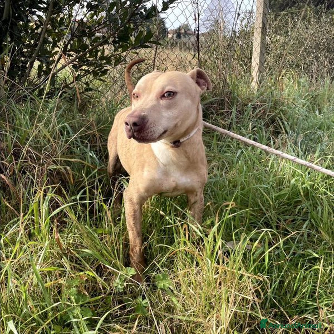 Meticcio cani in regalo: FURBY, argento vivo in corpo e occhi verdi  a Provincia di Latina - Annuncio 3