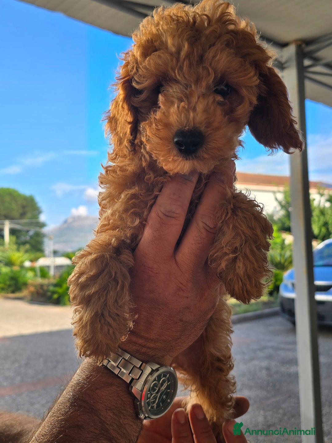 Barboncino cani in vendita: Barboncino - Annuncio 2