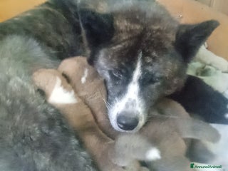 Akita Inu cani Akita giapponese - Annuncio 6