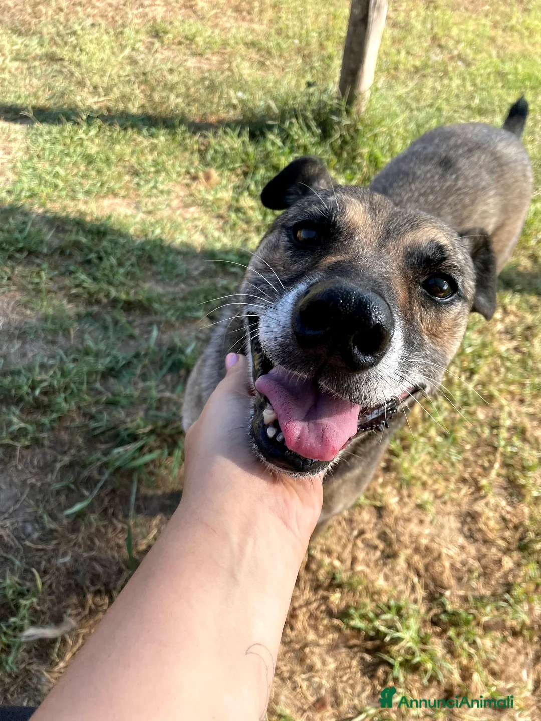 Meticcio cani in regalo: FRANZ, regaliamogli un futuro - Annuncio 5