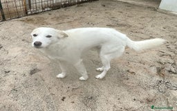 Meticcio cani in regalo: PLUTO TAGLIA PICCOLA a Città metropolitana di Milano - Immagine 5