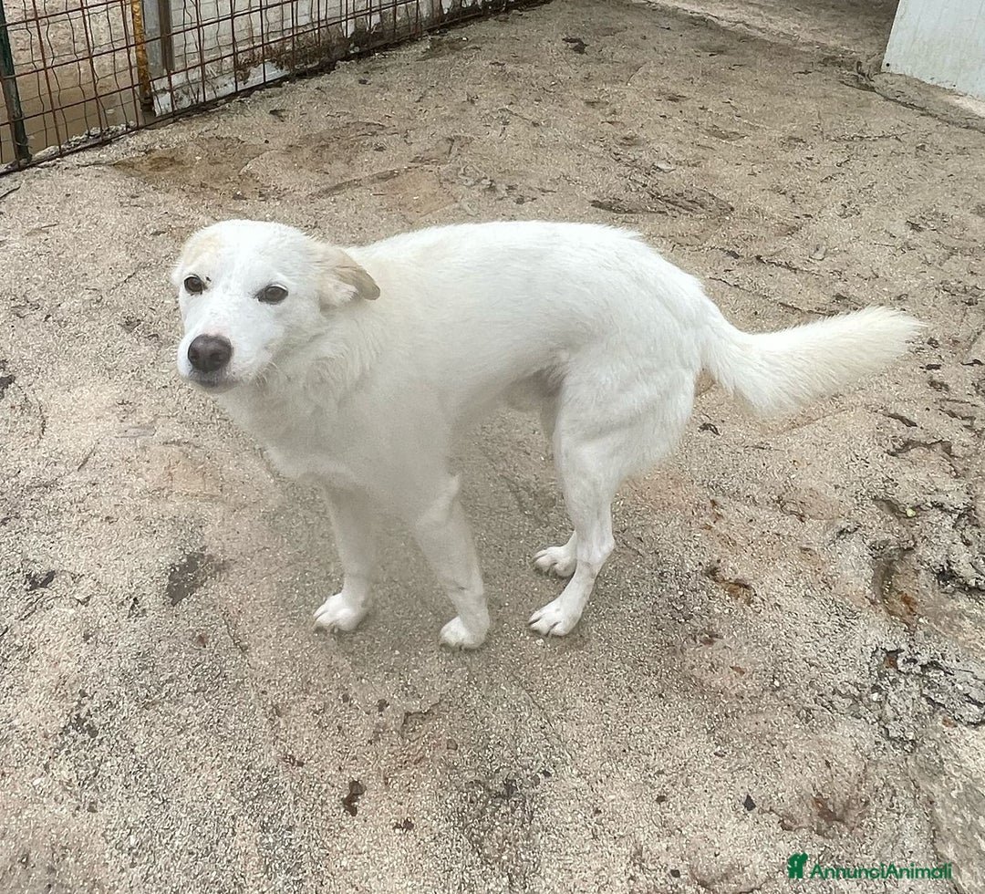 Meticcio cani in regalo: PLUTO TAGLIA PICCOLA a Città metropolitana di Milano - Immagine 5