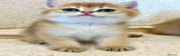 British gatti in vendita: Meravigliosi cuccioli di british shorthair - Annuncio 5