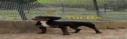 Meticcio cani in regalo: GILDA molto buona - Annuncio 4