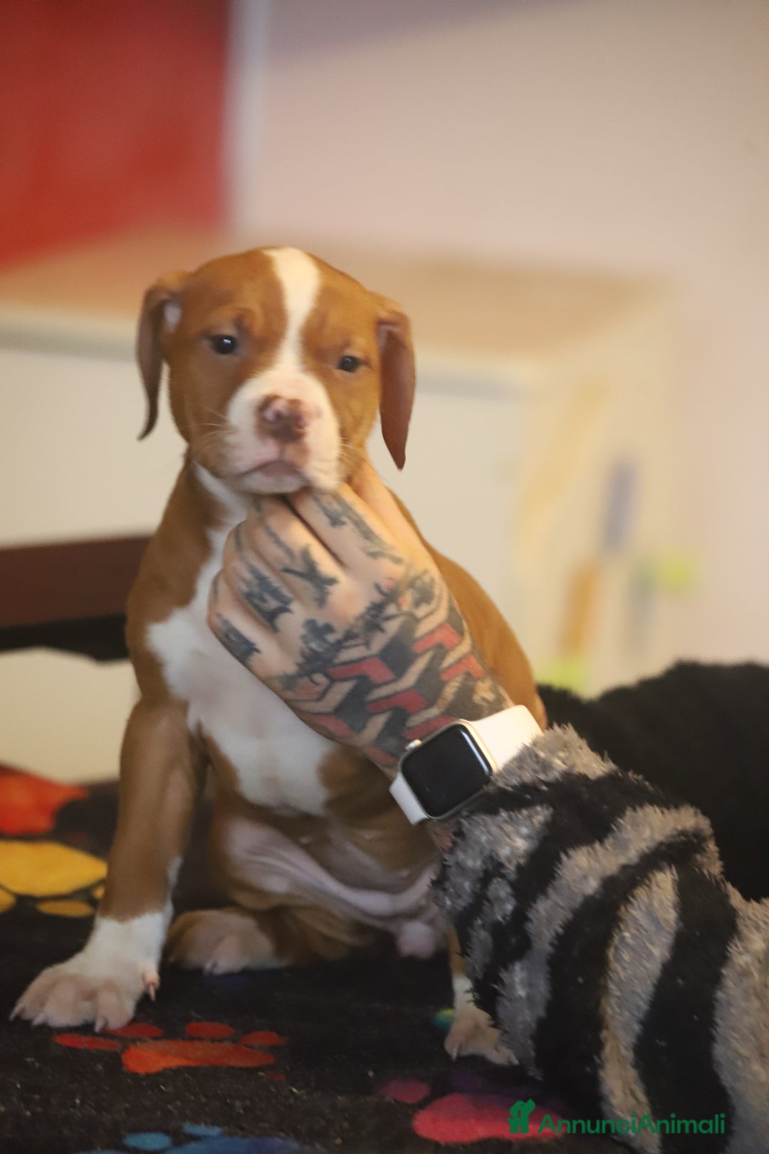 Pitbull cani in vendita: Cuccioli di Pit Bull con pedigree anche a rate - Annuncio 25