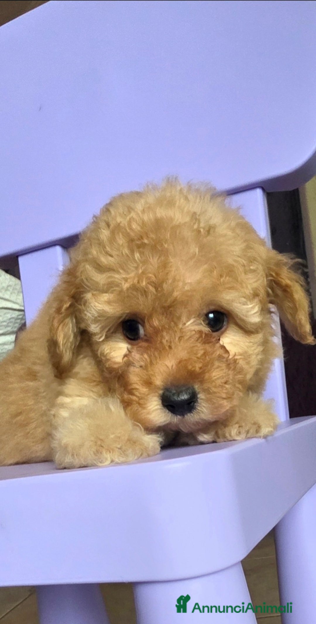 Barboncino Toy cani in vendita: Barboncino  - Annuncio 7