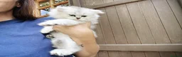 British gatti in vendita: Cuccioli British Longhair - Annuncio 3