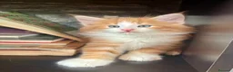 Norvegese gatti in vendita: cucciolo norvegese delle foreste - Annuncio 6