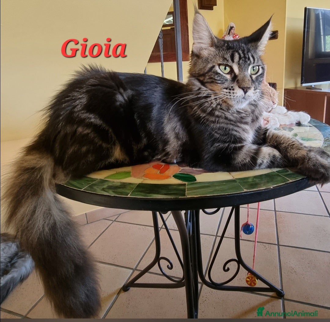 Immagine della galleria {{count}}