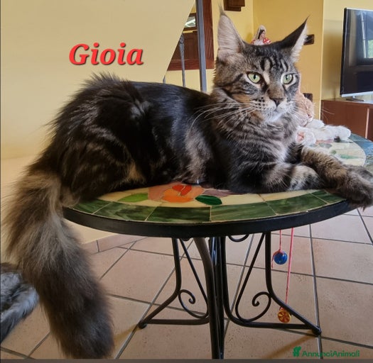 Immagine della galleria {{count}}