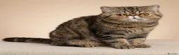 Exotic Shorthair gatti in vendita: Exotic Shortaire  - Annuncio 1